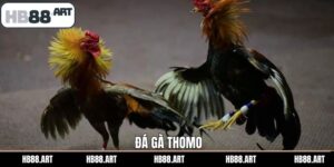 Đá Gà Thomo Là Gì? Các Hình Thức Chọi Kê Nổi Bật Tại HB88